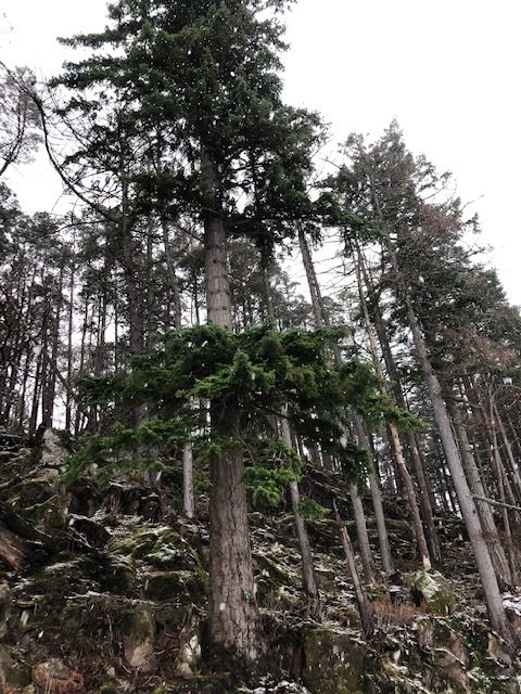 The Douglas Fir, native of North America, looks beautiful in the snow. 