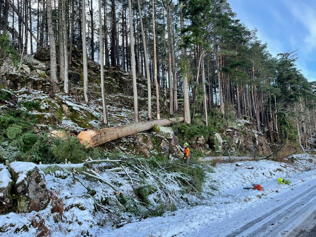 The two felled Douglas fir were at least 70ft tall and 3ft wide. 