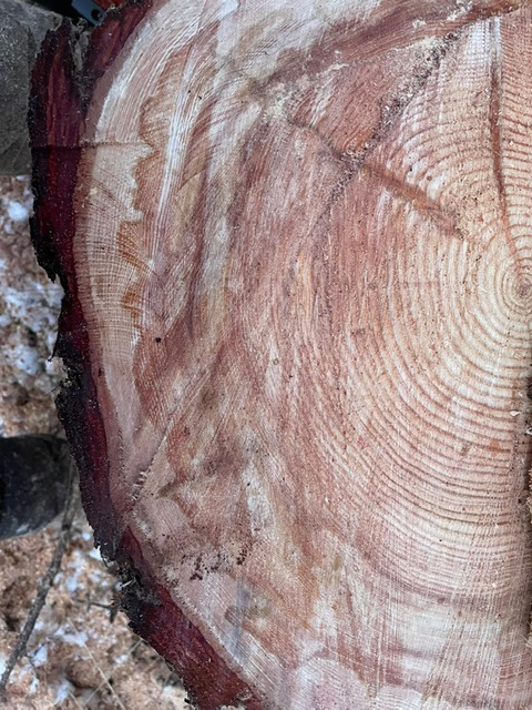 Country the rings! The 130-year-old Douglas fir.