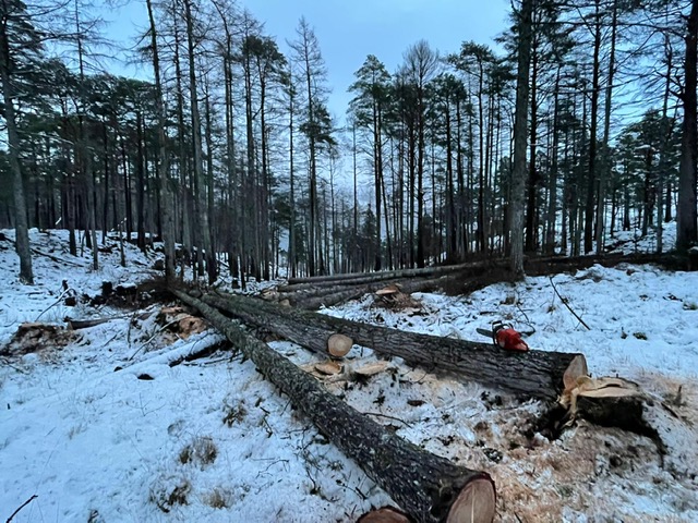 Around 30 larch trees were felled for the cladding. 