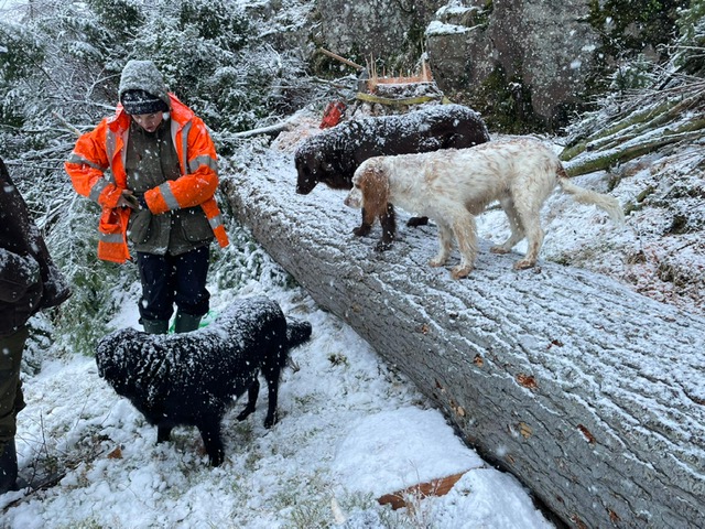 The dogs came to explore what had been happening. 