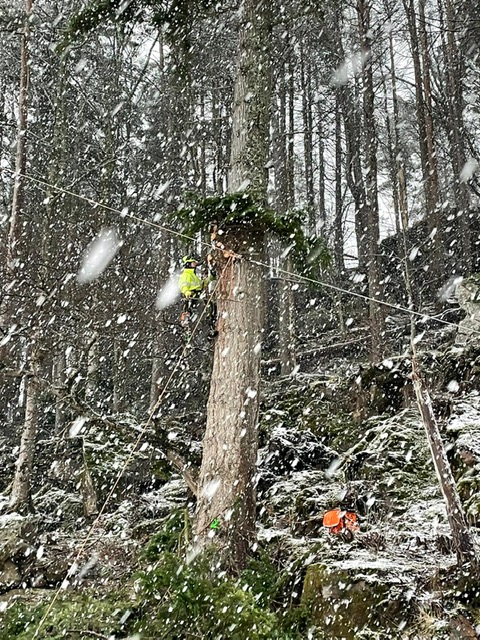 Removing the limbs in the driving snow.